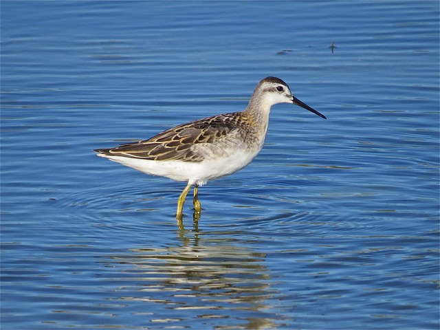 Wilson's Phalarope at El Paso Sewage Treatment Center in Woodford County, IL 10