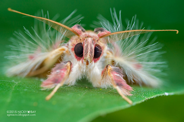 Walker's moth (Sosxetra grata) - DSC_8306