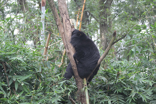 Wang Cai lies on his back on the branch at his enclosure 2