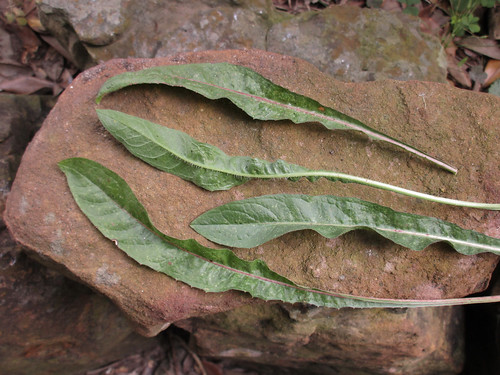 Chicory Leaves
