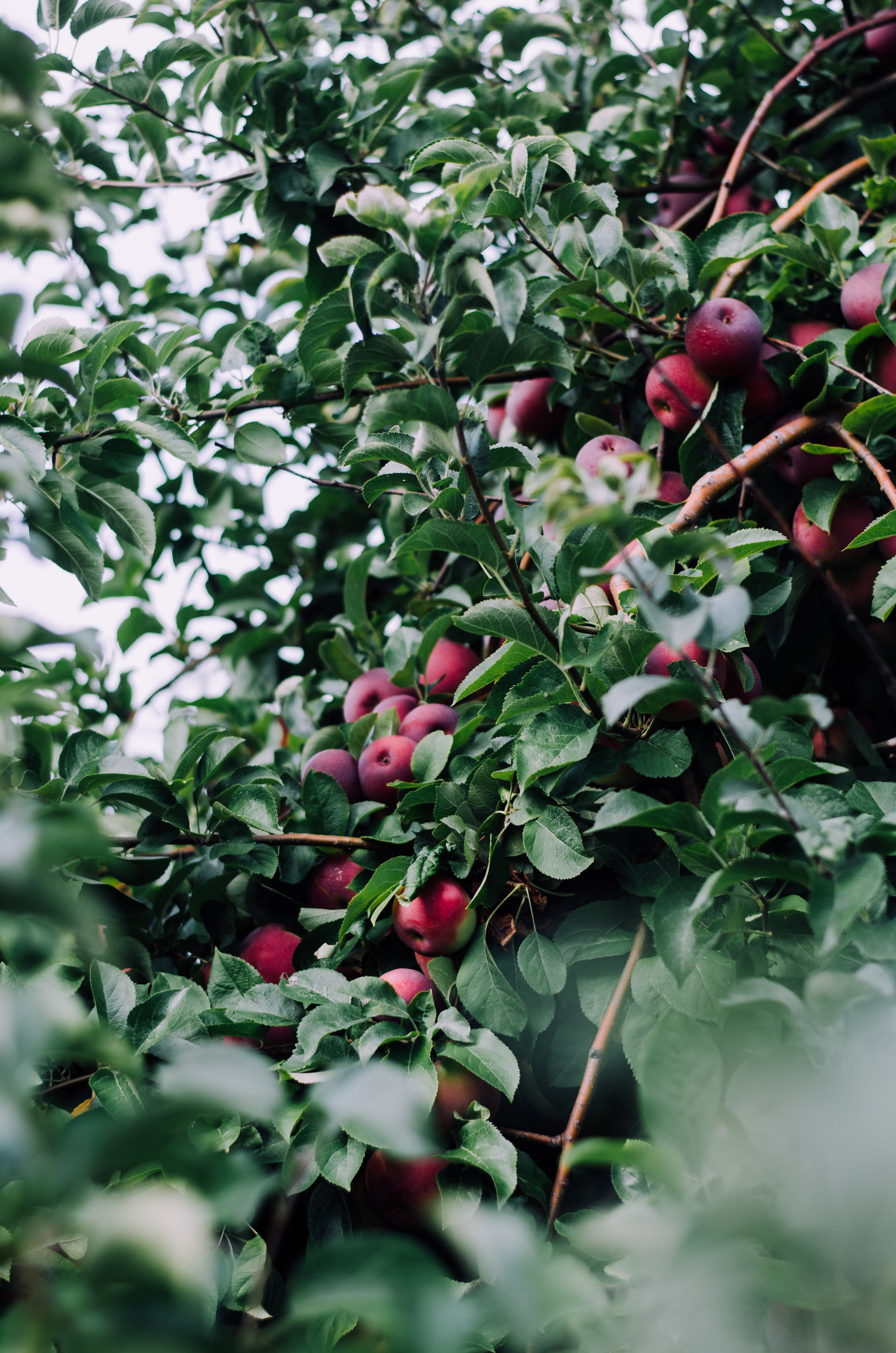 Apple Orchards on juliettelaura.blogspot.com