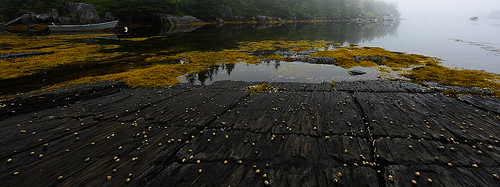 seascape canada seaweed color water fog landscape boats nikon novascotia snails nikond810 140240mmf28
