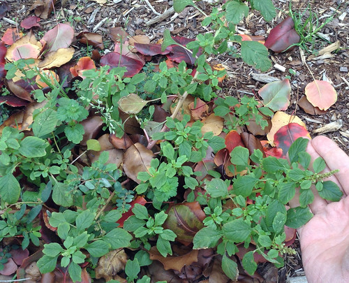 Amaranth Prostrate Pigweed IGFB4