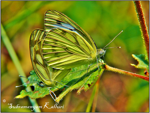 macro closeup forest butterfly wildlife butterflies insects flyinginsect pieridae insectindia butterfliesofindia butterfliesofasia butterfliesofandhrapradesh lepidopreta