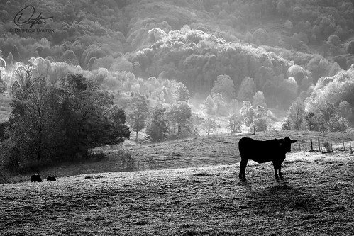 county morning blackandwhite sun sunlight white mountain black mountains fall monochrome field silhouette sunrise garden virginia cow cows outdoor farm country peaceful va serene burkes tazewell
