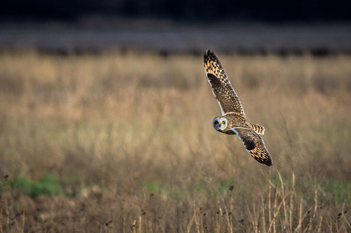 asioflammeus owl seo nature bird shortearedowl habitat wildlife raptor birdofprey field goshen newyork unitedstates us nikon d7200