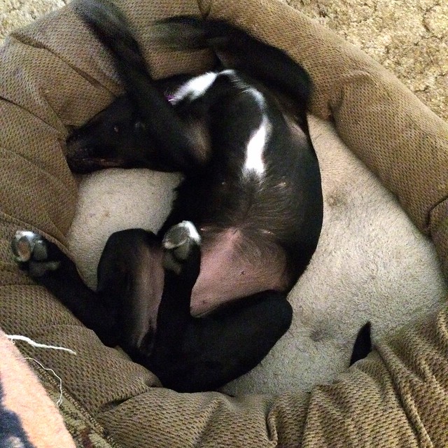 Lucy thrashes around her doggie bed