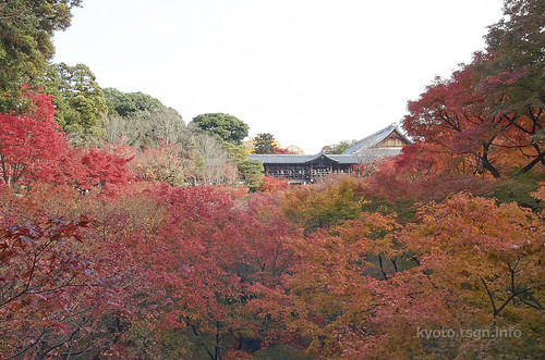 【写真】2014 紅葉 : 東福寺/2019-10-18/IMGP7513