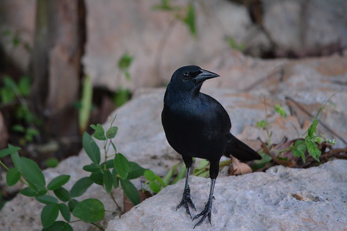 Melodious Blackbird - Uxmal ruins