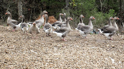 My gaggle of geese