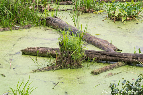 nature outdoors unitedstates michigan swamp middleville lenstagger pentaxk3
