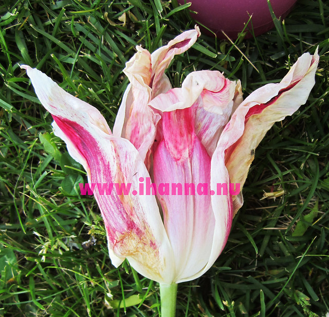 Whithering Pink tulip in grass - Paint Party in the park, photo by iHanna
