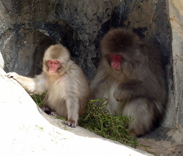 E adores Japanese Macaques