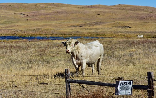 animals bulls cliffordcreek desktop domesticates featured greatplains mammals nebraska ranching sandhills ungulates usa