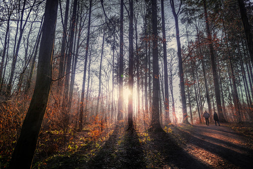 switzerland zürich käferberg forest walkingtogether foresttrail trees wood sunshine sunlight treesandshadows nature sunsetwalk