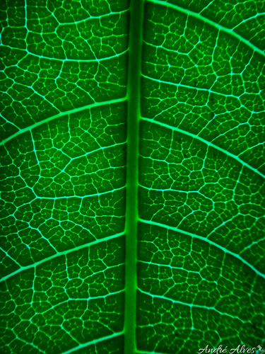 leaf folha nervures nervuras angiospermas eudicotidedoneas