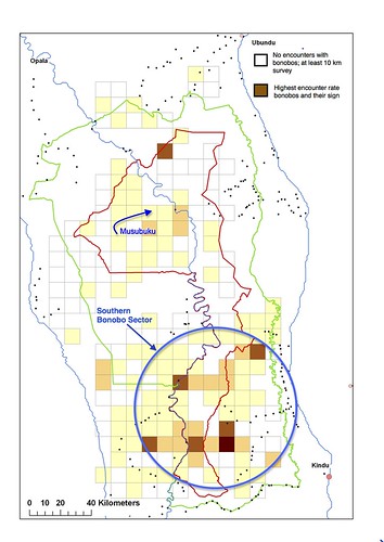 distribution of bonobos in the Lomami National Park and buffer zone