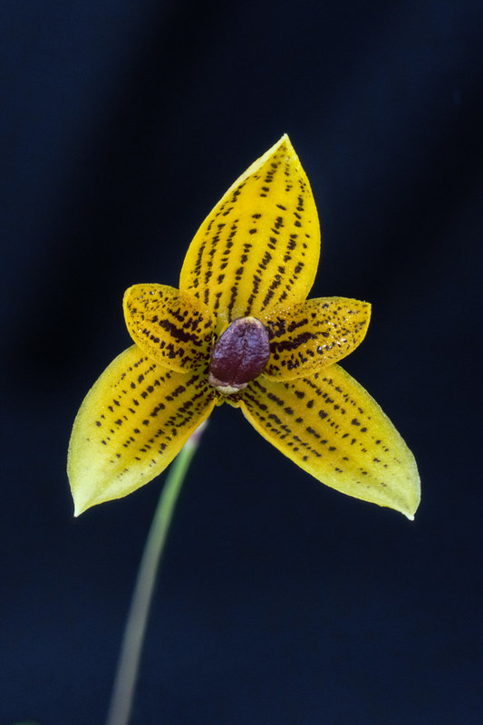 Bulbophyllum pardalotum 23341285075_4ab6fc10c7_c