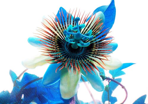 a passionflower (blue)