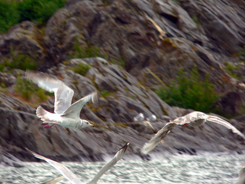cruise bird alaska geotagged fly princess seagull gull soar geolat58429 geolon13455
