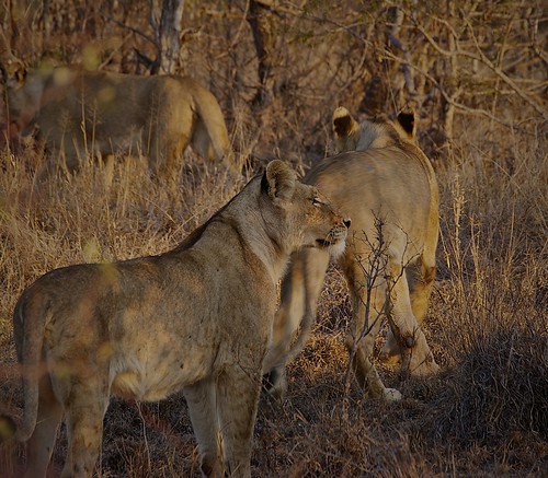 Group of lions freely moving in Balule Game Reserve 2
