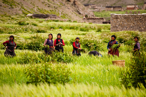 nepal weeds women asia fields himalaya himalayas feldarbeit dolpo dho dolpa midwesternregion