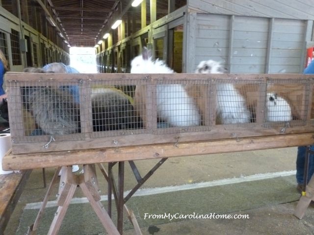 State Fair 2015 - rabbits in bins