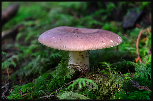 ca canada mushroom moss dof bokeh britishcolumbia forestfloor mapleridge slugs goldenearsprovincialpark nikond7000 nikkor1855mmf3556gvrii
