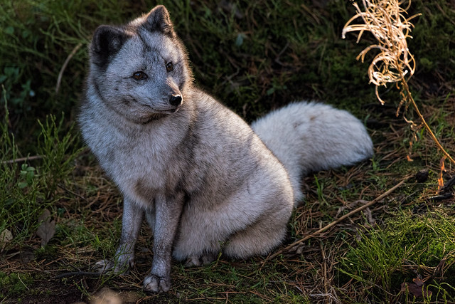 arctic fox - Fjellrev