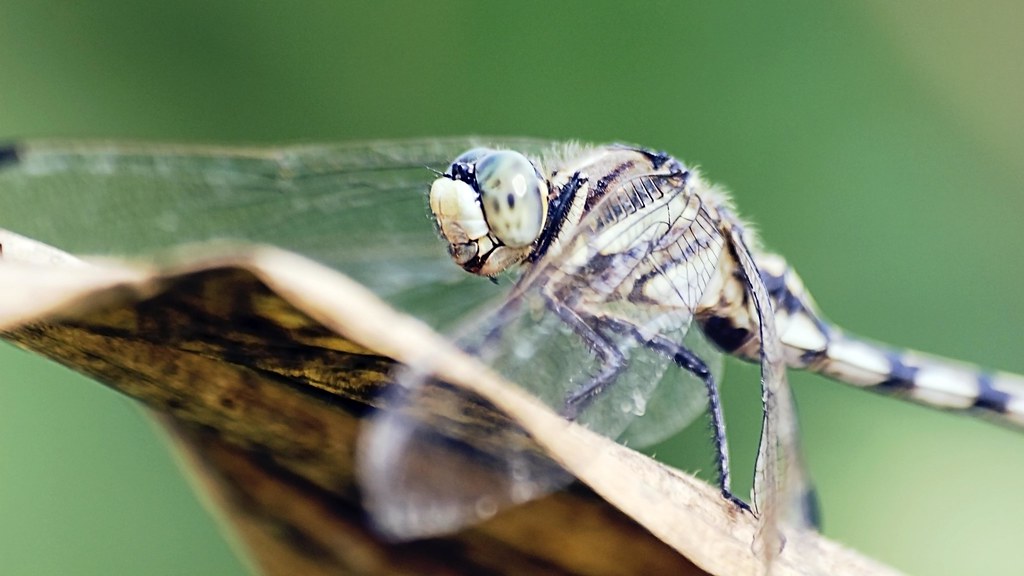 Dragonfly on the Withered Leaf