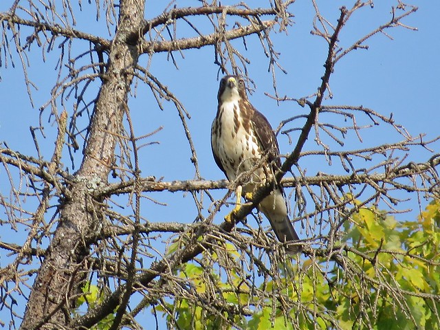 Broad-winged Hawk in Champaign, IL 02