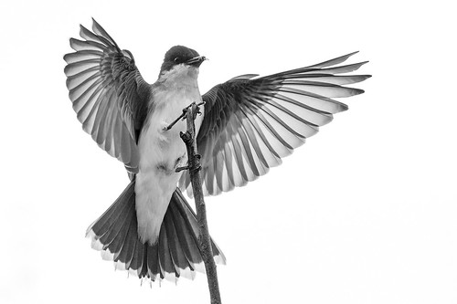 blackandwhite monochrome birds blackwhite bc britishcolumbia monochromatic shelley eastern princegeorge kingbird easternkingbird tyrannustyrannus jeffdyck walrath