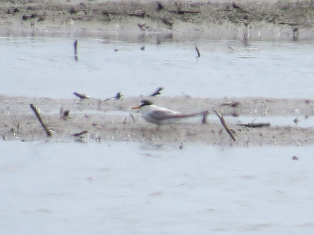 Least Tern on Central Bend Rd in Alexander County, IL 02
