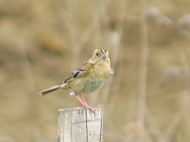 Grasshopper Sparrow at the Grove Park in McLean County, IL 01