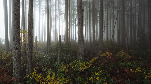 forest nature trees fog foggy canoneos5dmarkiii pacificnorthwest issaquah johnwestrock canonef2470mmf28lusm washington