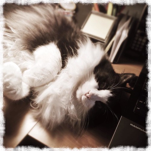 My workspace is cuter than yours. 😜 #catsofinstagram #tuxedocat #tuxedocats #officecat #officekitty #oscarofinstagram