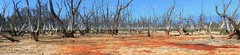 Soil salinity