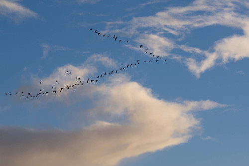 bird corvallisoregon sunset flickr geese corvallis oregon unitedstates us