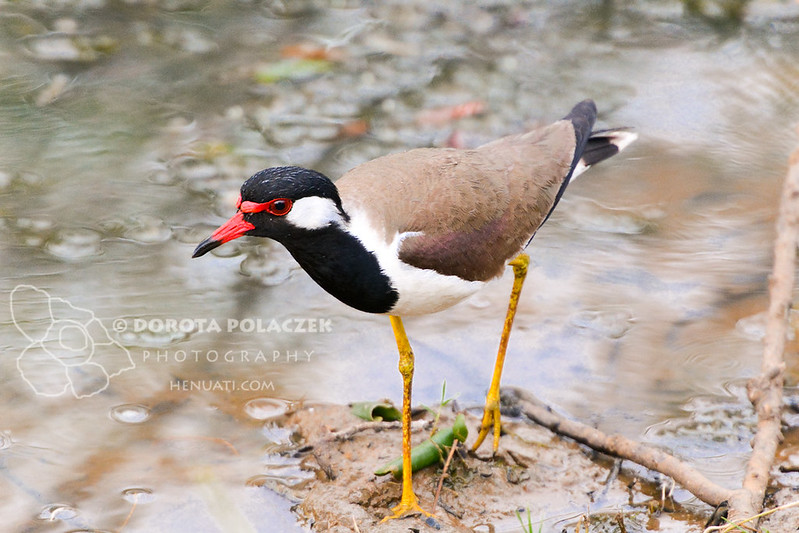 Red-watted lapwing (Vanellus indicus)