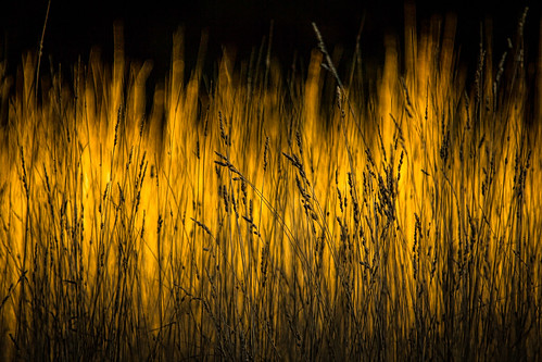sun field grass yellow gold evening weeds october dusk michigan ottawa sunlit westmichigan 2015 ottawacounty canon60d sigma150500 kevinpovenz