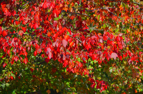 autumn red orange color colour fall yellow photography photos indiana in