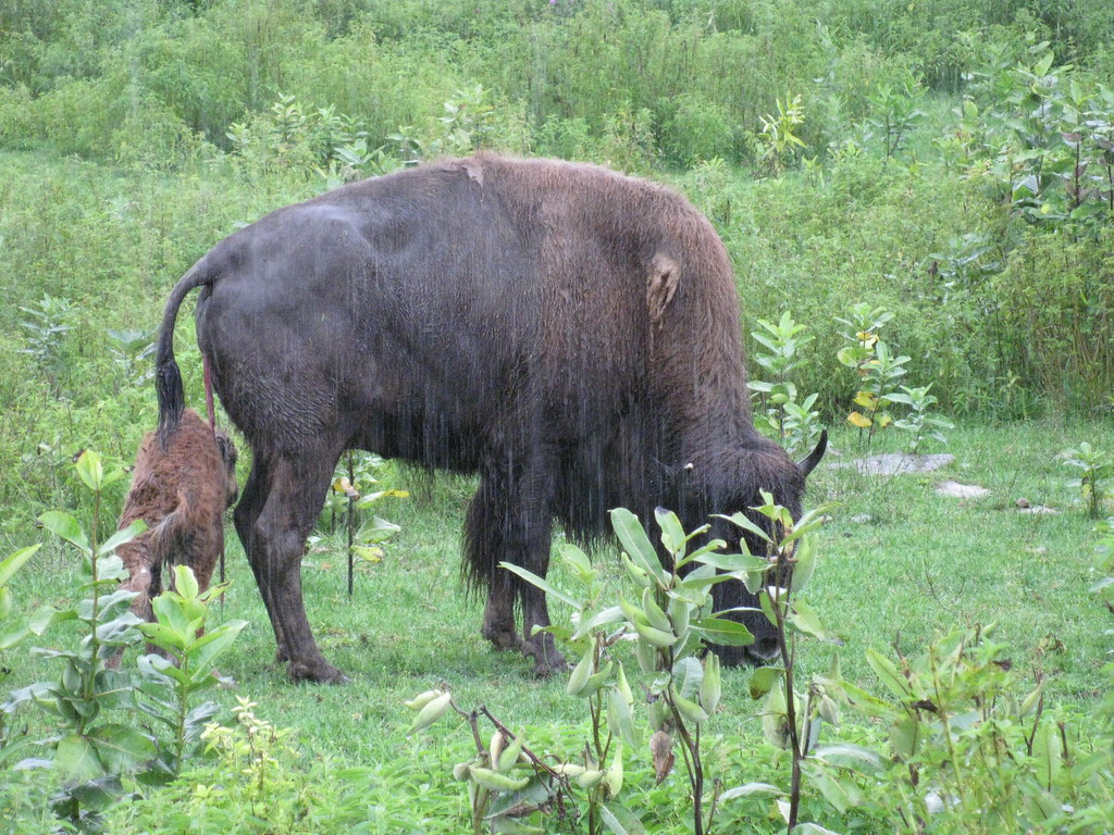 Bison and her newborn calf