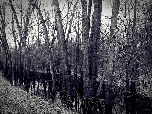 trees winter white black fall monochrome outdoors fujifilm x30 photoscape