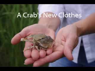 A Crab's New Clothes