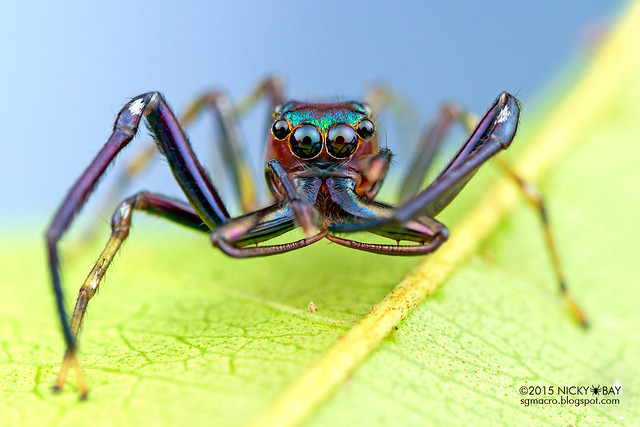 Wide jaw jumping spider (Salticidae) - DSC_7368