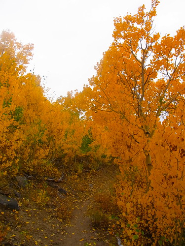 autumn trail aspen