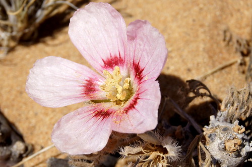 Pink flowered Monsonia multifida, in habitat