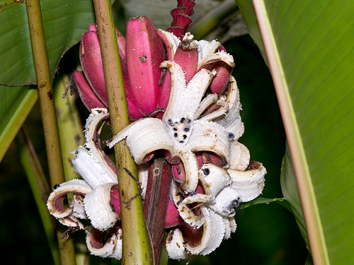 musa velutina mindo ecuador banane banana jardín ecobotánico eco botanico