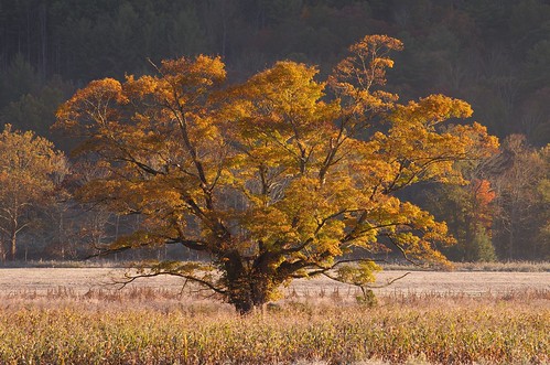 autumn color tree fall field leaves landscape golden october frost pentax farmland glowing f71 shelsilverstein thegivingtree mcm 2015 tmt k5ii 50135mmf28lens