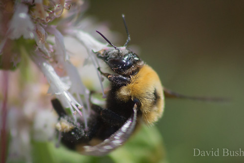 macro canon insect bee bumblebee nwr 60d grayslakenationalwildliferefuge